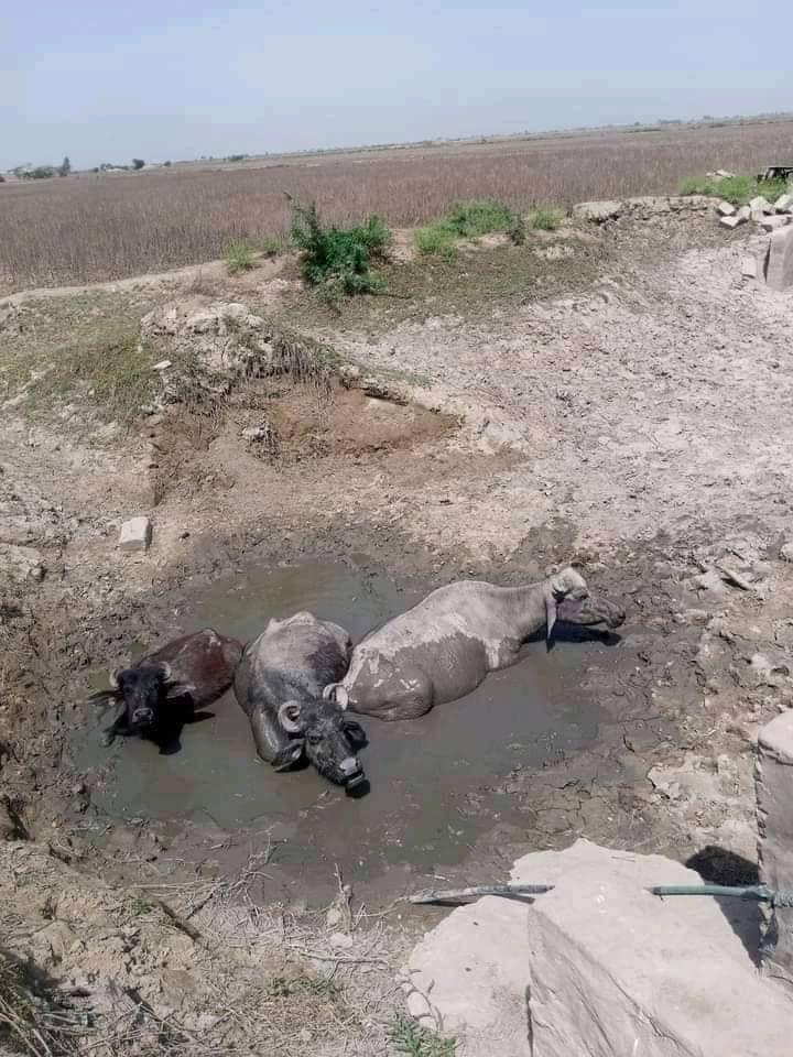 SI_711k's tweet photo. اسلام آباد اور لاہور کے ایوانوں اور مُقتدر اشرافیہ کو خبر ہو کہ...
چولستان پیاسا ھے، روہی پانی کی بوند بوند کو ترس رہی ھے، مویشی اور پالتو جانور پیاس سے مررہے ہیں.
#الیکشن_کراو_ملک_بچاو #امپورٹڈ_حکومت_نامنظور https://t.co/1YvzNFMN5c