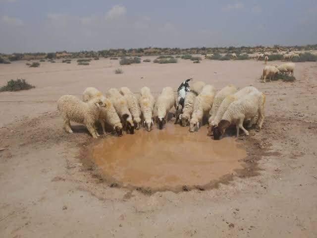 SI_711k's tweet photo. اسلام آباد اور لاہور کے ایوانوں اور مُقتدر اشرافیہ کو خبر ہو کہ...
چولستان پیاسا ھے، روہی پانی کی بوند بوند کو ترس رہی ھے، مویشی اور پالتو جانور پیاس سے مررہے ہیں.
#الیکشن_کراو_ملک_بچاو #امپورٹڈ_حکومت_نامنظور https://t.co/1YvzNFMN5c