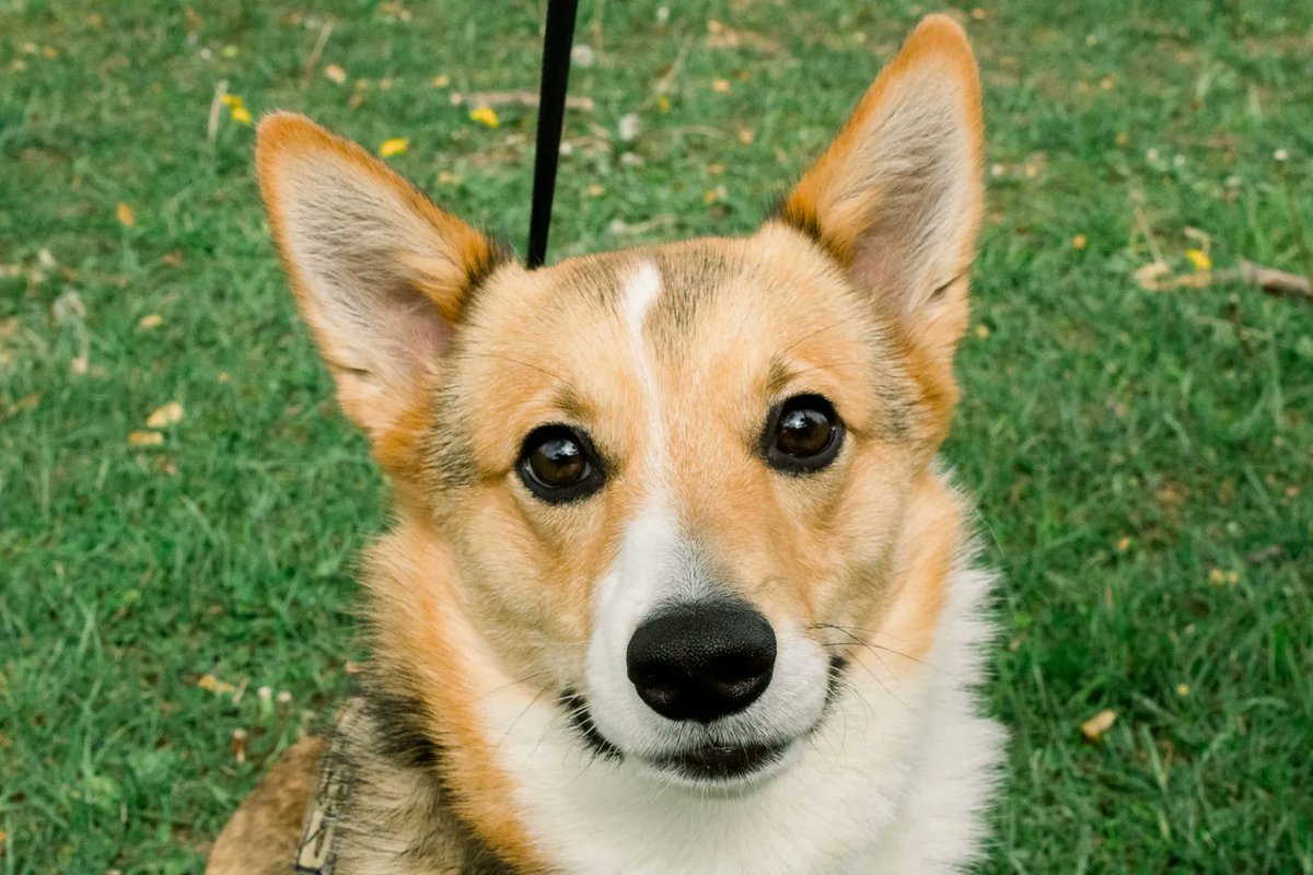 DauntlessROTC's tweet photo. Last week, Charlie Company held an end of semester picnic (featuring a special visit from everyone's favorite corgi, Scout!) to celebrate all the hard work these cadets have put in this past semester! To the Charlie cadets: good luck on finals this week! https://t.co/vwNCnQ4GNx