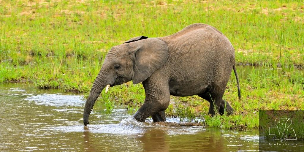 ForElephants_'s tweet photo. Fact or myth: can elephants drink through their trunks? Find out in today’s blog!
https://t.co/pAnnS2D4AM
#ElephantFacts #ElephantTrunks https://t.co/fesWqSUFYd