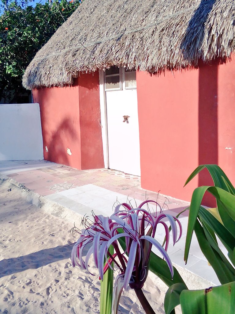 rolando 🌴 tweet media