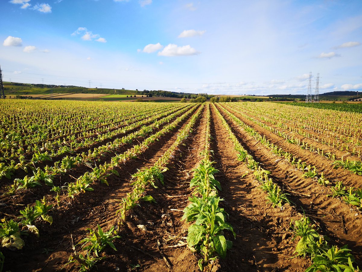StephanieBapst's tweet photo. I was wondering, what jod do you do?
I work in agriculture and I'm proud of it! 💪

#Hardwork #agriculture #nature #NatureBeauty #naturelovers https://t.co/9VnYcHogQC