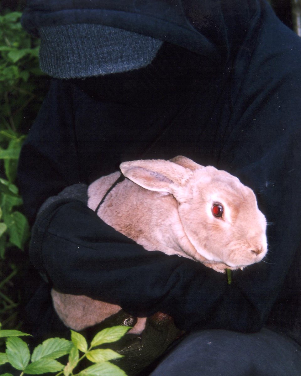 _jakeconroy's tweet photo. On the night of May 10, 2004, the DBF (Swedish #ALF) liberated 133 #rabbits from a rabbit fur farm. 

The rabbits were checked by a vet and put into loving homes. 

Want to hear the stories of the ALF as told by it’s members? Check out our podcast, Radicals &amp; Revolutionaries! https://t.co/mWPj3PlSyu