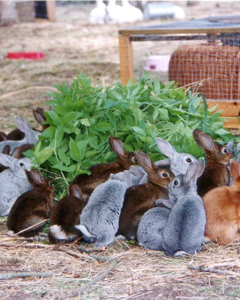 _jakeconroy's tweet photo. On the night of May 10, 2004, the DBF (Swedish #ALF) liberated 133 #rabbits from a rabbit fur farm. 

The rabbits were checked by a vet and put into loving homes. 

Want to hear the stories of the ALF as told by it’s members? Check out our podcast, Radicals &amp; Revolutionaries! https://t.co/mWPj3PlSyu