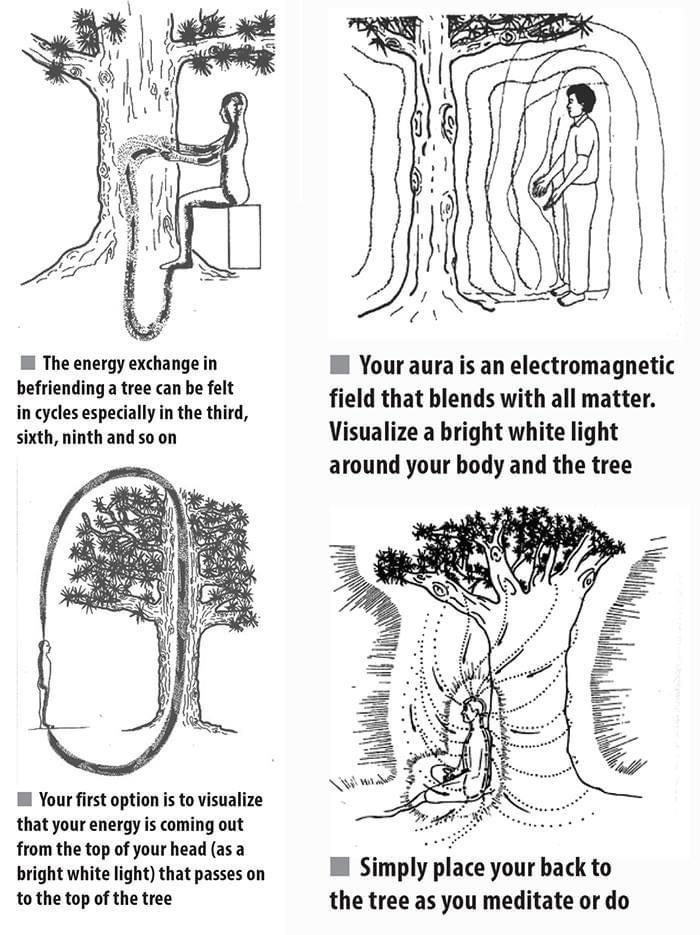 Yesterday I got to teach one of my all time favorite energy work techniques called befriending a tree, by Mantak Chia. In this practice you merge with the life force of a tree and with permission you run their energy through your channels.