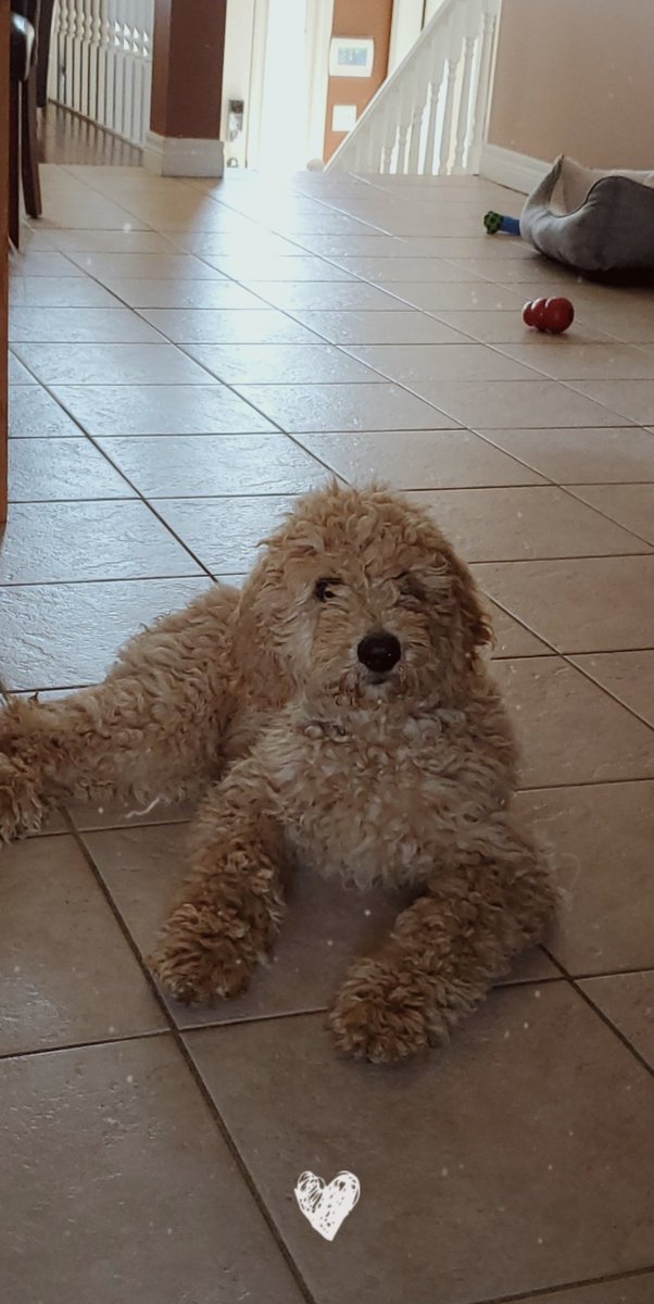 Essa96Essa's tweet photo. @alessiacara Cooper said how's Cleo doing? https://t.co/Ud8ZvPO8VL