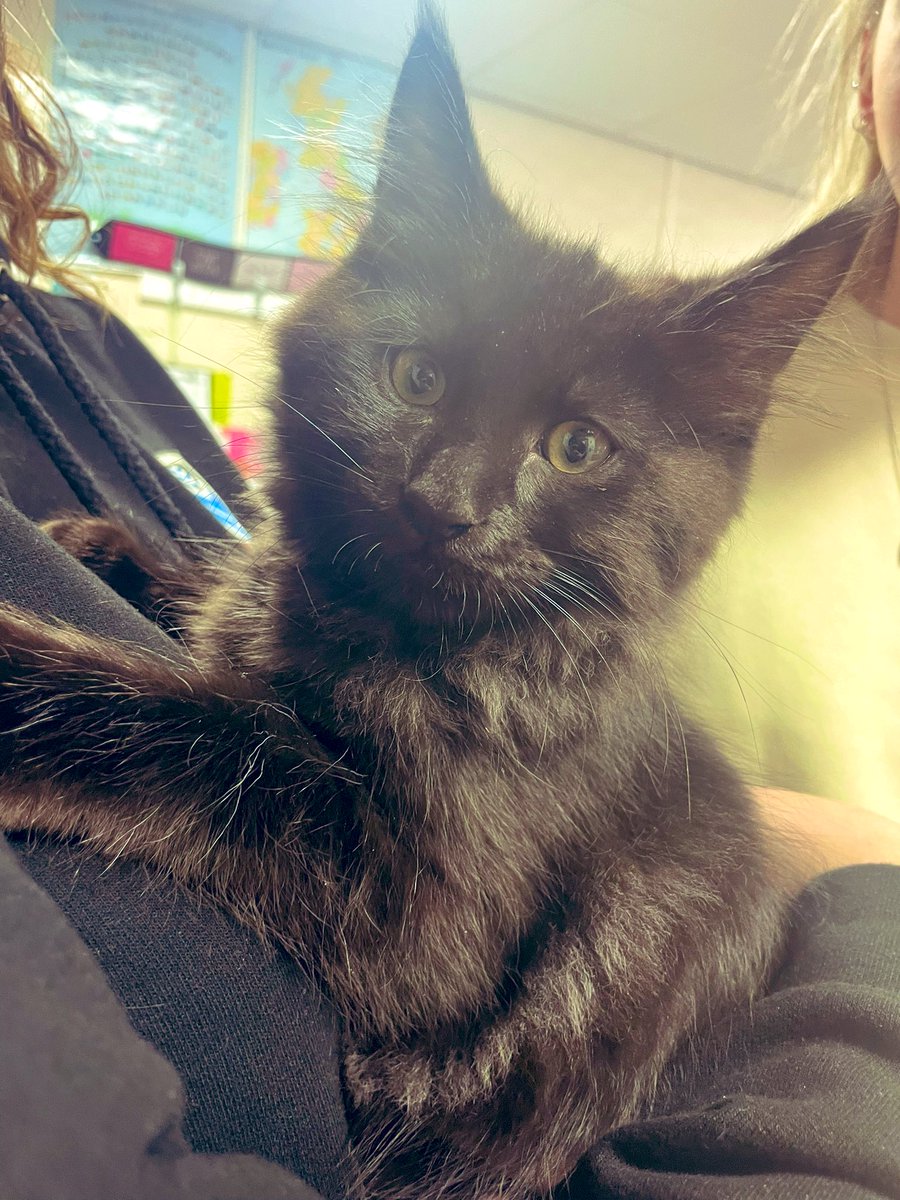 Miss Dodds tweet media