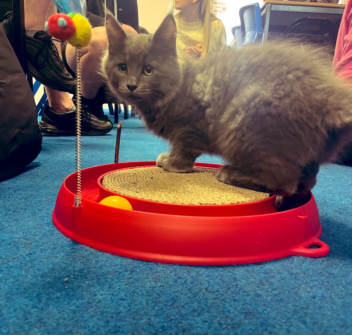 Miss Dodds tweet media