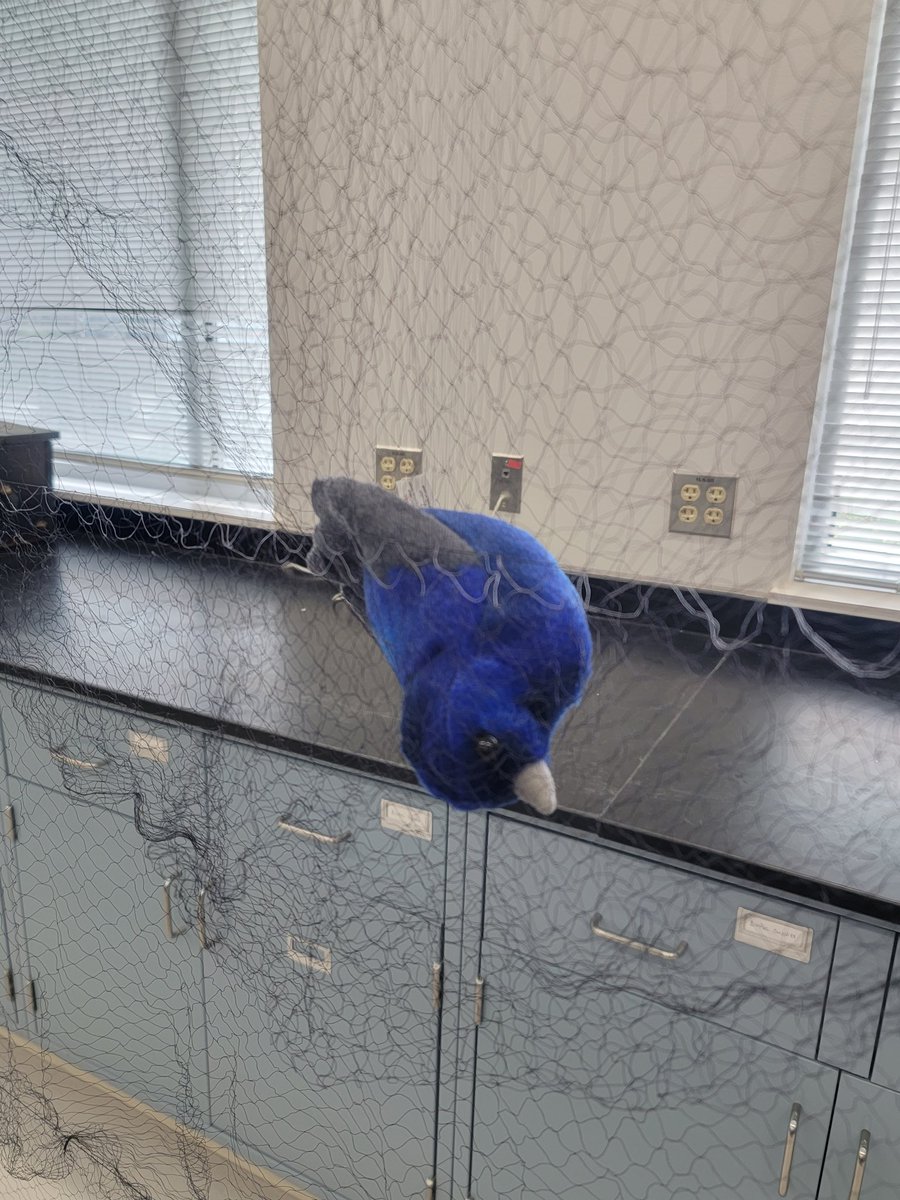 DrJessGraham's tweet photo. Excited to be talking about ornithology at the Women in Science conference at BHSU today! I've never set up a mist net in a classroom before, but my Audubon Stellars Jay is ready to show 7th and 8th graders from SD and WY how they work! https://t.co/2WOrZsgm8U