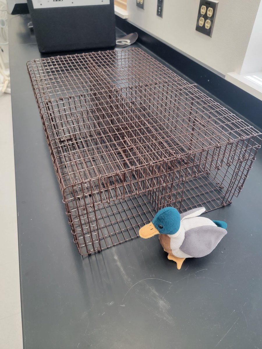 DrJessGraham's tweet photo. I additionally have a Mallard to demonstrate how potter traps work! https://t.co/ESRRy13pvL
