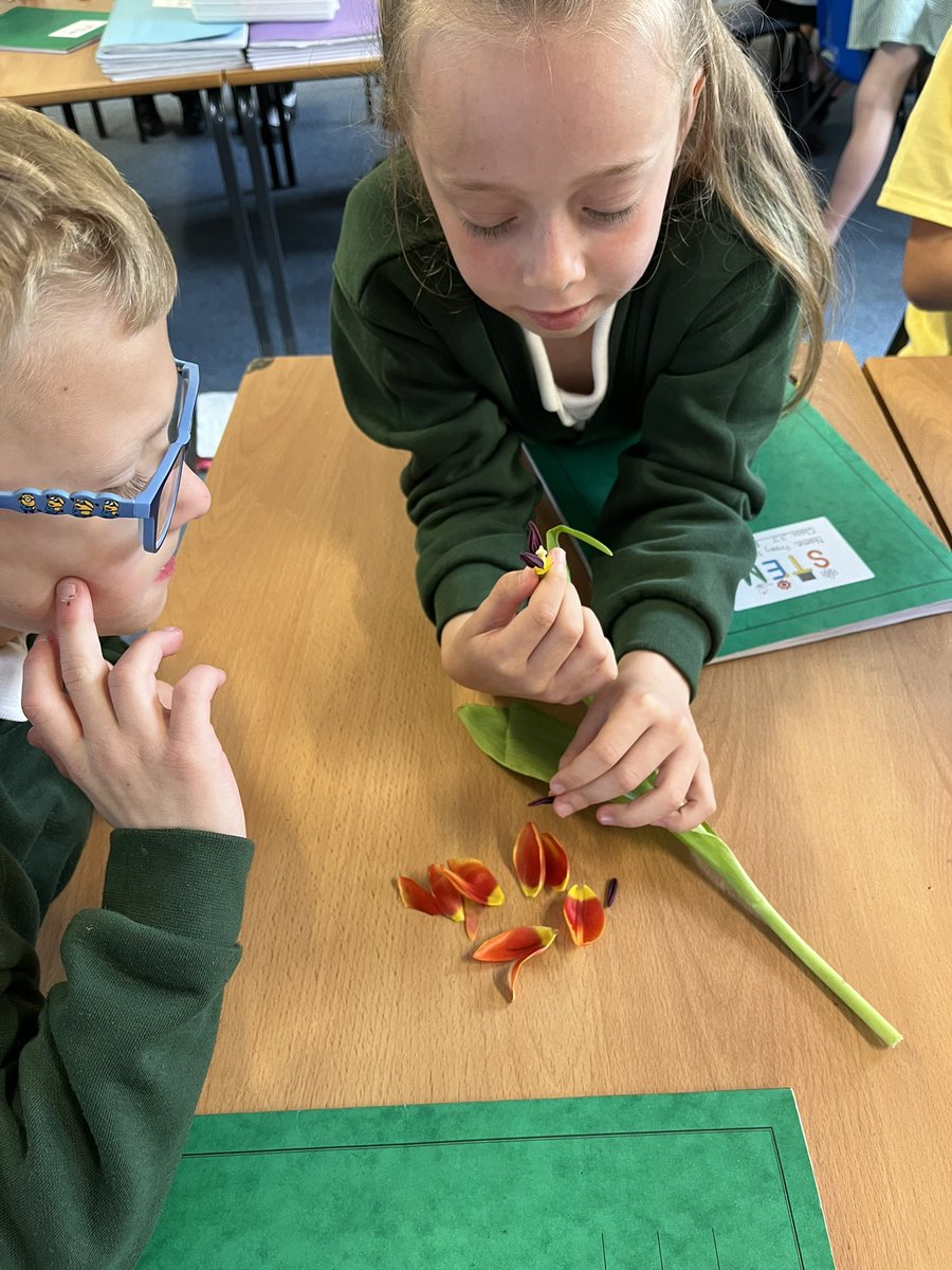 allsaintsfed's tweet photo. Scientists in 3J, this afternoon, were dissecting tulips to find the different parts such as anther, filament and style 🌷 They then created a poster to show what they had learned #ASFscience https://t.co/aheZtIkM7g