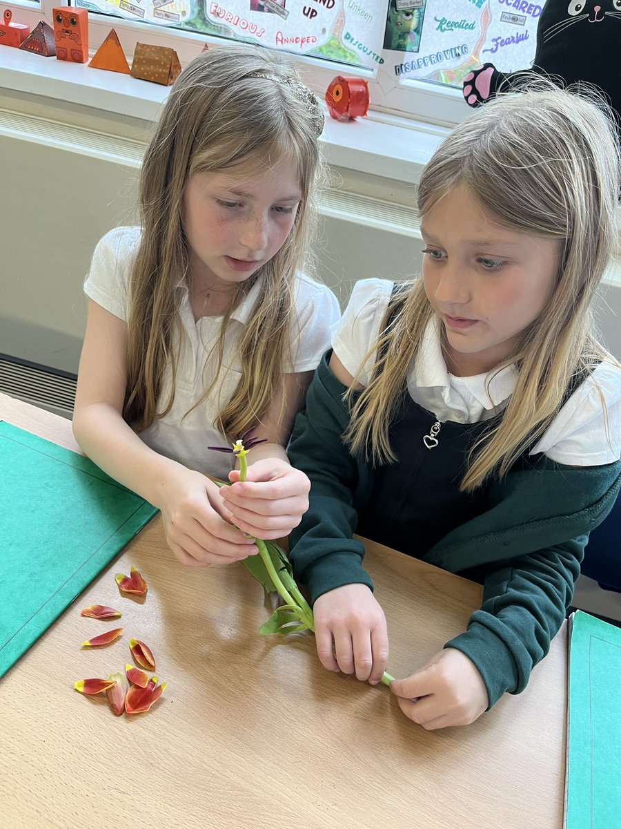 allsaintsfed's tweet photo. Scientists in 3J, this afternoon, were dissecting tulips to find the different parts such as anther, filament and style 🌷 They then created a poster to show what they had learned #ASFscience https://t.co/aheZtIkM7g