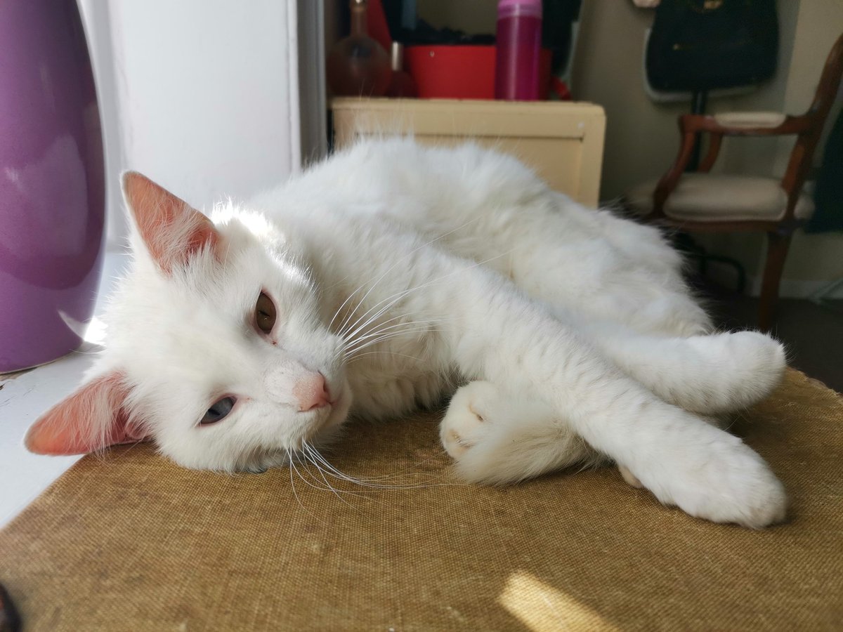 lazyperfection's tweet photo. Resting Shiro #notevenourcat #whitecat #lodgercat #parttimecat #CatsOfTwitter #cat #restingcat #posingcat #visitingcat https://t.co/l7zPzTV4px
