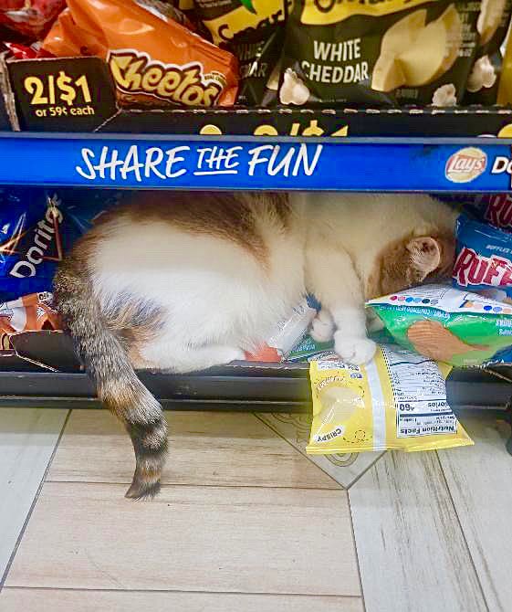 Bodegacats_'s tweet photo. https://t.co/amQB810Sfj