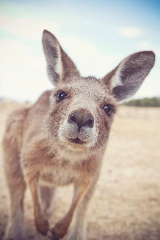 Jyn_nyl's tweet photo. Sana pag gising ko kangaroo nalang ako sa AU https://t.co/uTjUTsnAM4