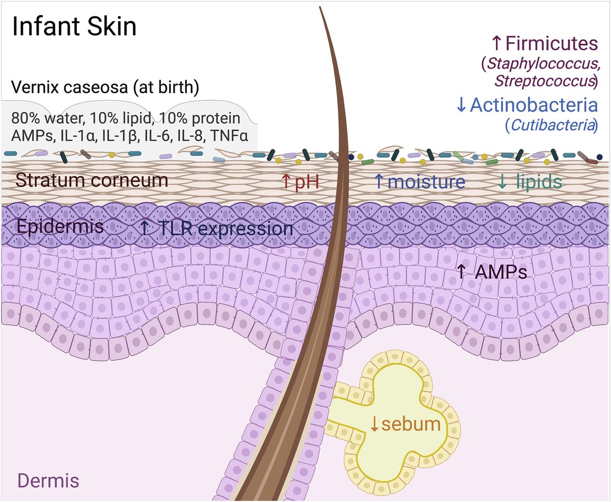 Early life host-microbe interactions in skin. <a href="/LauraDwyer80/">Laura Dwyer</a> @ScharschmidtLab discuss attributes of #infant #skin as well as endogenous &amp; exogenous factors that shape its relationship to early life cutaneous #microbiome, w/a focus on clinical implications cell.com/cell-host-micr…
