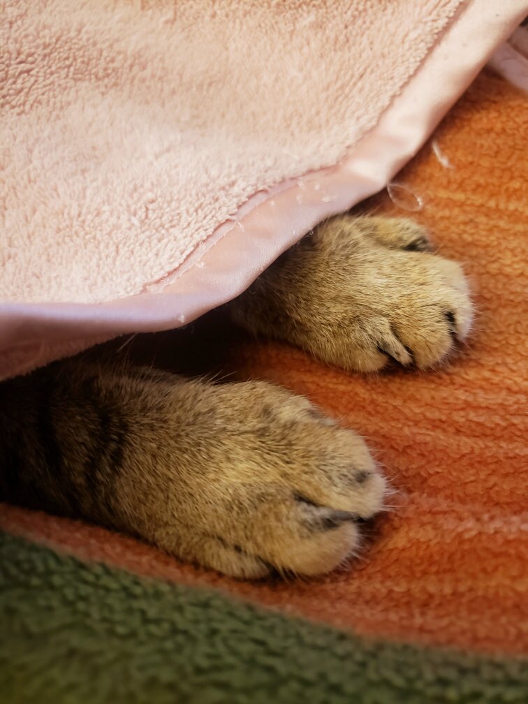 JunipurrStudio's tweet photo. It’s well into the morning but my attitude towards the day remains: https://t.co/7N4vtDeWsf