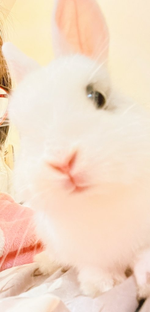 Rabbit Twitter Search Twitter