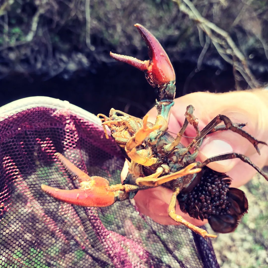 madsgberry's tweet photo. Found a big mamma crayfish while out electrofishing this week https://t.co/V6RR2N0CFh