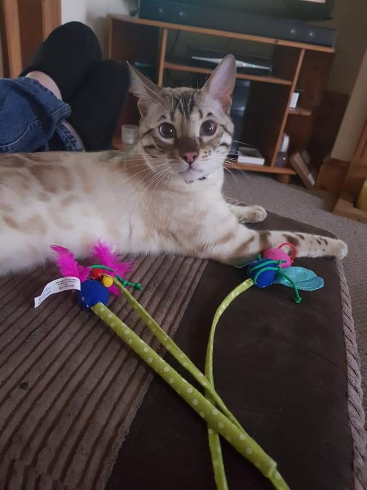 BlueEyedBengal's tweet photo. Now it's playtime with his favourite feather toy 
#playtimewithmum https://t.co/rGdkP62dNC
