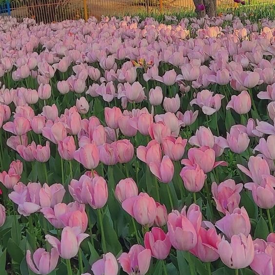 Tulip fields