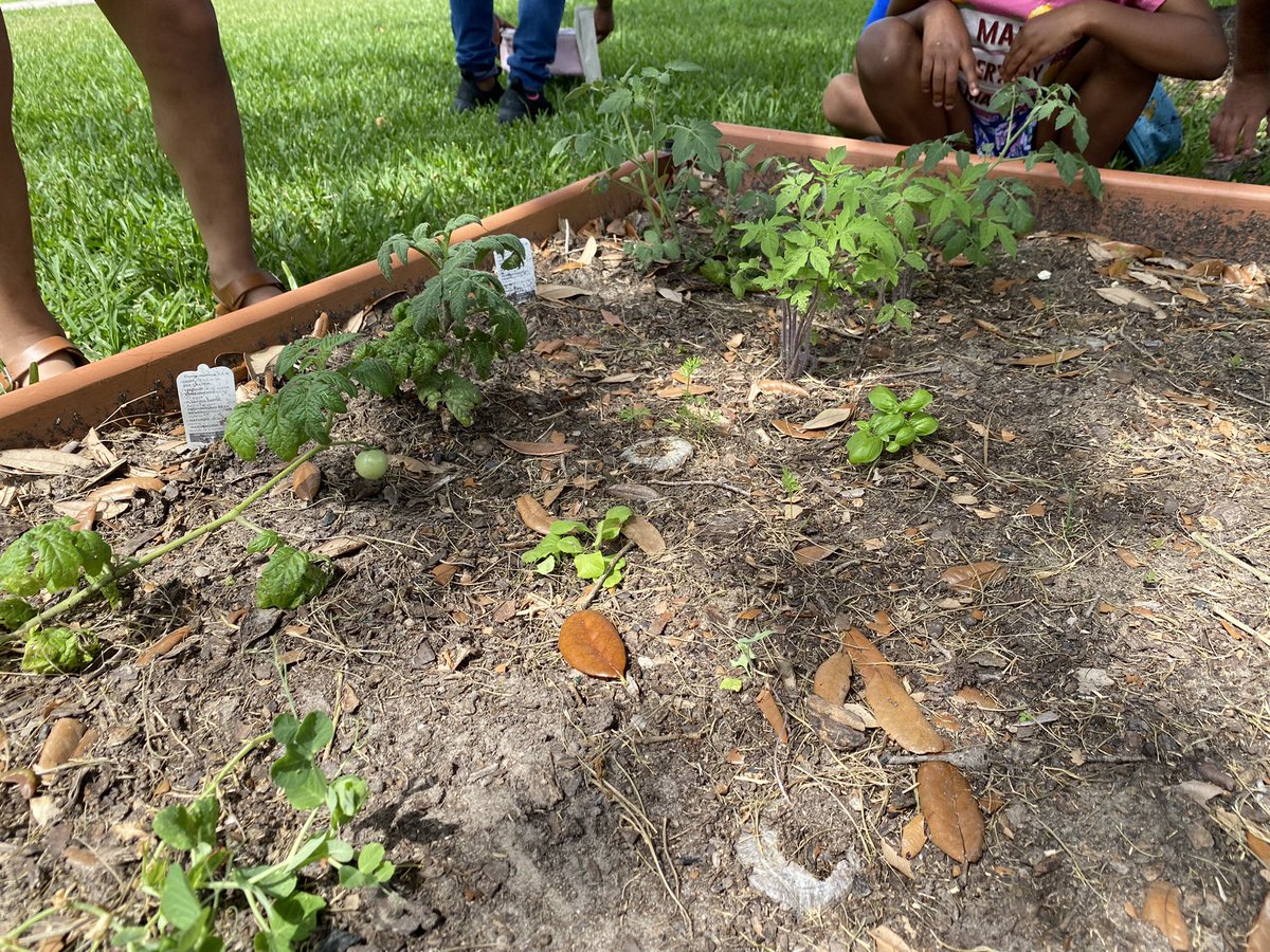 epolomskyprek's tweet photo. Our sunflowers are twice as tall. Our tomatoes are growing taller, too. We even have basil and peas. π€©ππ» So proud of my little gardeners. #MBEUnity
#mbeisfamily
#mbebears
#mbebears2021
#lighttheway
@HumbleISD_PREK
@HumbleISD_MBE https://t.co/n27GlFNhoD