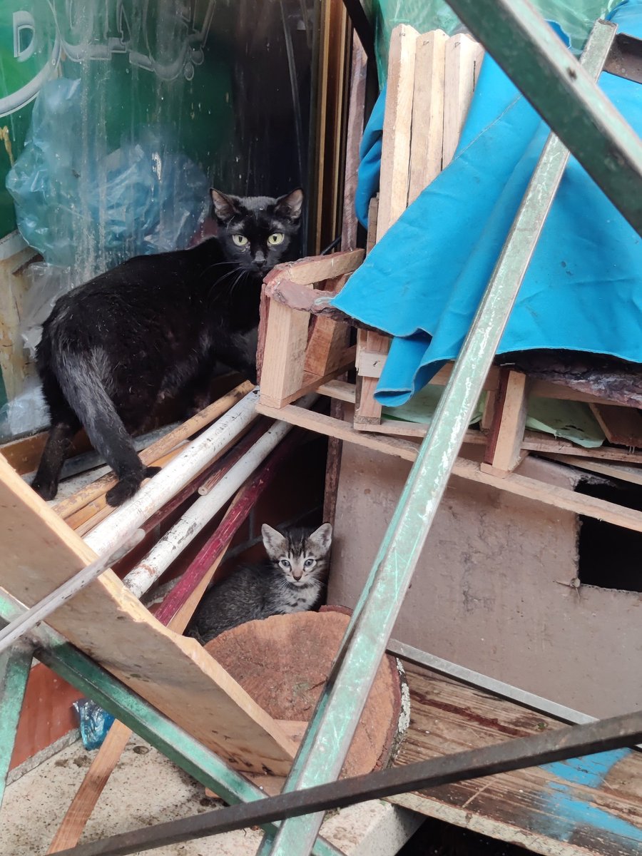 MascotasSismo's tweet photo. Hace tiempo difundimos esta gatita negra buscando hogar temporal para esterilizarla, sin éxito. Pasó lo inevitable y ya tuvo 4 gatitos, se busca adoptantes que los puedan recibir para esterilizarlos. Ellos viven en un mercado, están muy expuestos. CDMX. Contacto: @bjvm69 https://t.co/XSA8nKrZRu