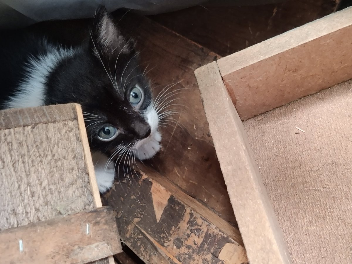 MascotasSismo's tweet photo. Hace tiempo difundimos esta gatita negra buscando hogar temporal para esterilizarla, sin éxito. Pasó lo inevitable y ya tuvo 4 gatitos, se busca adoptantes que los puedan recibir para esterilizarlos. Ellos viven en un mercado, están muy expuestos. CDMX. Contacto: @bjvm69 https://t.co/XSA8nKrZRu