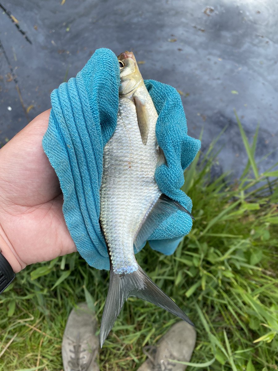 Emrys18071's tweet photo. @Marco_Kraal Dag Marco, een vraagje over een vis die ik heb gevangen. Is dit daadwerkelijk een Grote Marene? Of is dit een andere vis? Ben erg benieuwd 😄. https://t.co/TONyX8xKvz