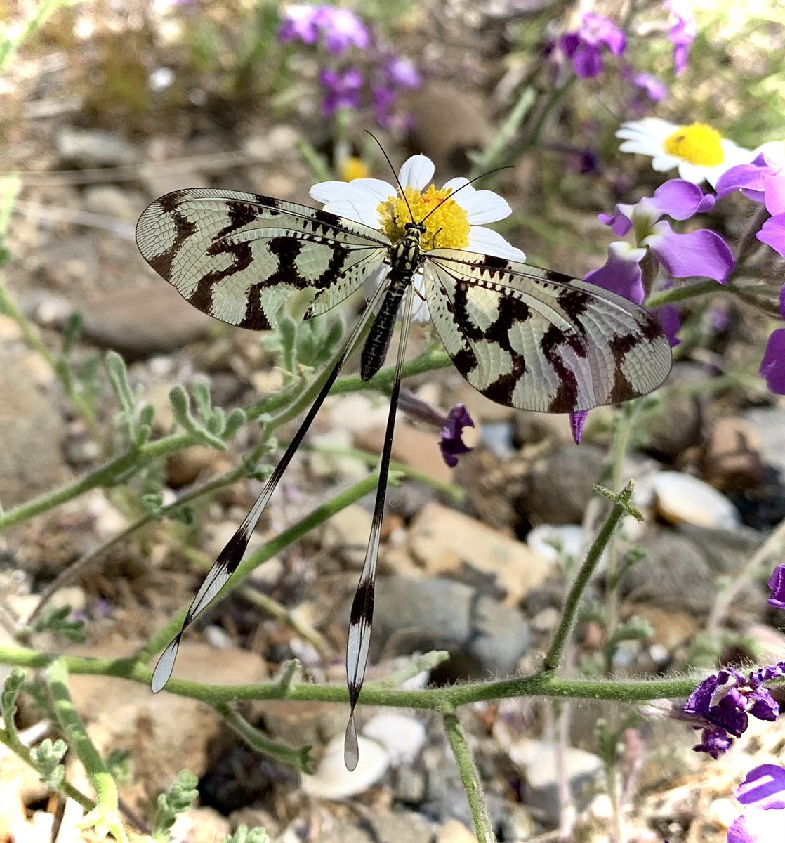 PaulGreenWire's tweet photo. I just wanted to share this beautiful Insect with you all.I found it today and it’s called “A Thread Lacewing “ I think it is absolutely stunning. #nature #naturelover #insects #nature #lesbos https://t.co/3eO9dqpQzA