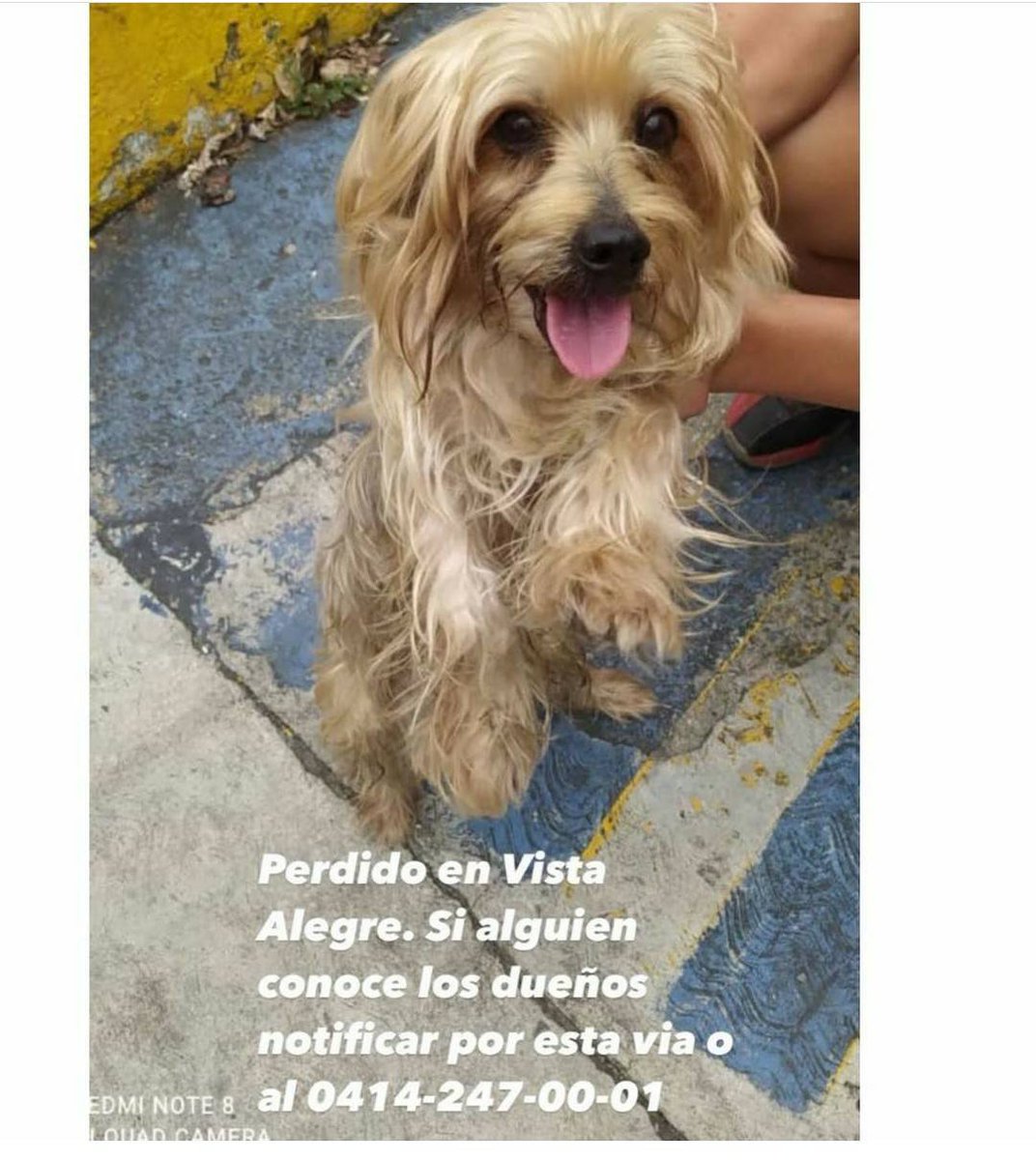 PerroUsuario's tweet photo. Buscan a su familia. Vista Alegre CARACAS https://t.co/q4ZlGpxbgk