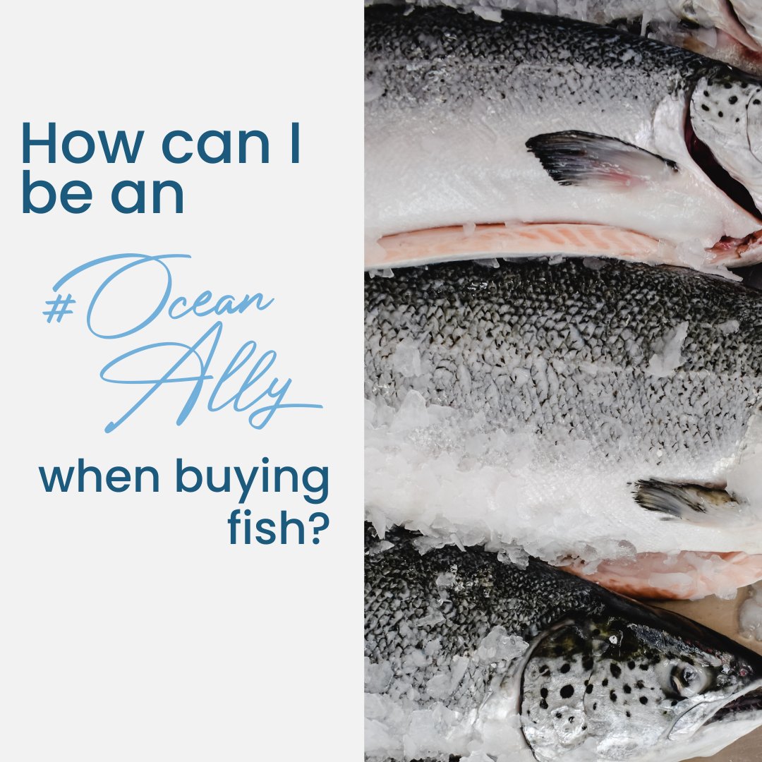 FCousteauOLC's tweet photo. One of the major culprits of harming our oceans is overfishing and illegal fishing. You can be an #oceanally by shopping wisely, choosing sustainably sourced seafood, supporting local law-abiding fishermen, and only buying what you need.
#FCOLC #StopOverFishing #Shopwisely https://t.co/8v3yaQgipj