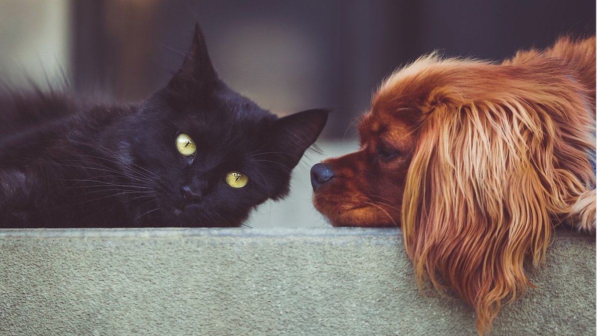 Did you know that harmonious passion has been found to reduce strain, while obsessive love has been found to increase strain and social isolation on entrepreneurs?. Read our latest study by Secil Bayraktar and Alfredo Jiménez here: emerald.com/insight/conten…