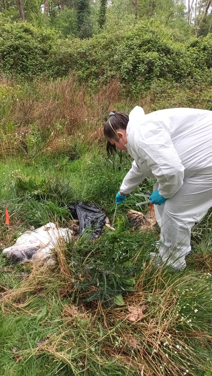 forensicento's tweet photo. Field trip for my 3rd year  #forensicentomology students. It was wet, smelly but very beetley https://t.co/ULAWw0kUIR