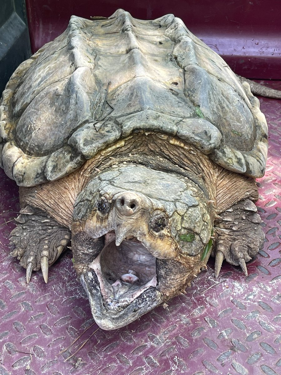 ethicius's tweet photo. University of Houston  Clear Lake is studying our snapping turtles https://t.co/RRIXOPEYeX