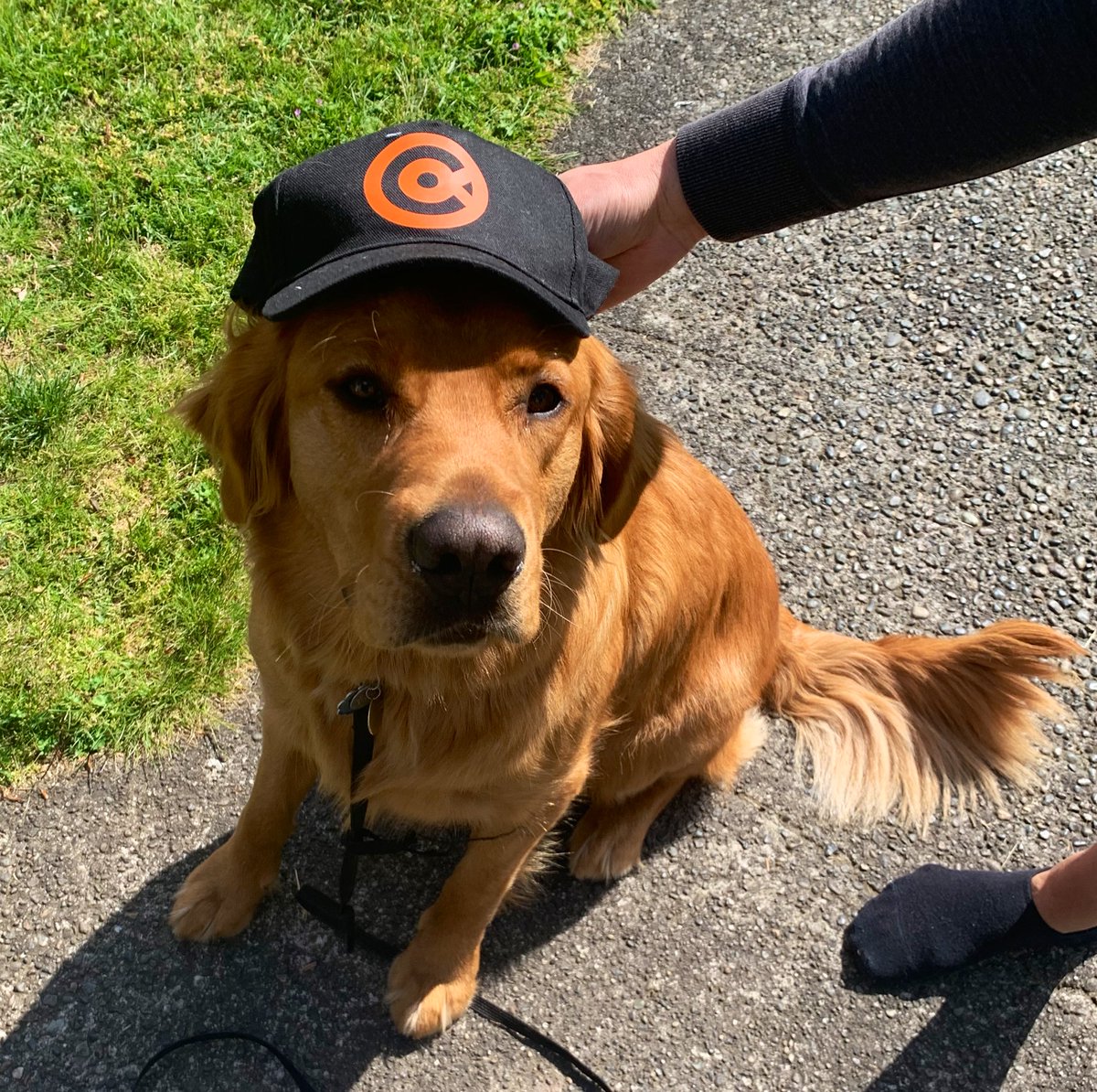 gm you will be happy to know we are making some very soft new friends here in Seattle at the <a href="/ReFiSummit/">ReFi Summit</a> #ReFi #web3 #ReFipets