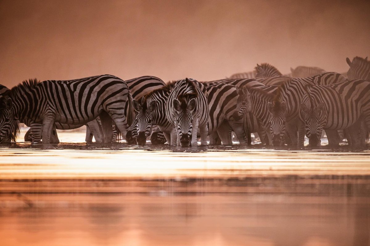 ValentinPacaut's tweet photo. Zebras enjoying Boteti river
Makgadikgadi National Park, Botswana 

The last lights of the day to enjoy this beautiful moment in the bush: hundreds of zebras going in the river to drink. 

#wild #life #wildlife #canonfrance #eosR5 https://t.co/olxzi9iCgw