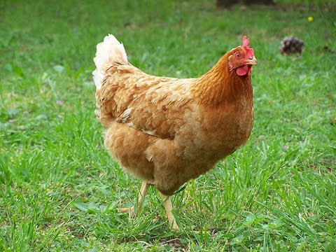 Cuando vas a comprar pollo:

¿Qué imagen viene a tu cabeza?