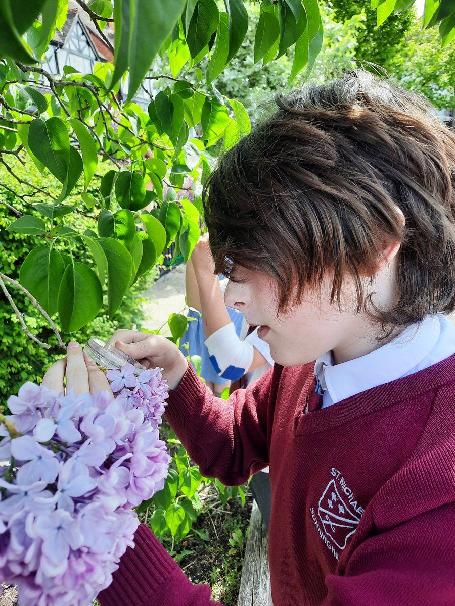 StMichaels_CE's tweet photo. Year 5 investigation plant reproduction. https://t.co/LZt94xCcLX