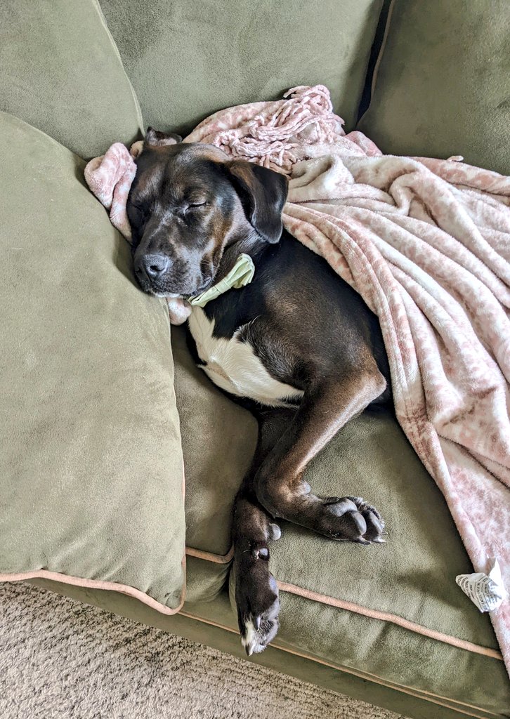 MNHorger's tweet photo. Harley knows more about sleep than I ever could 

#sleeping #dogs @DogsinBlankets https://t.co/9fXpfMR1RK