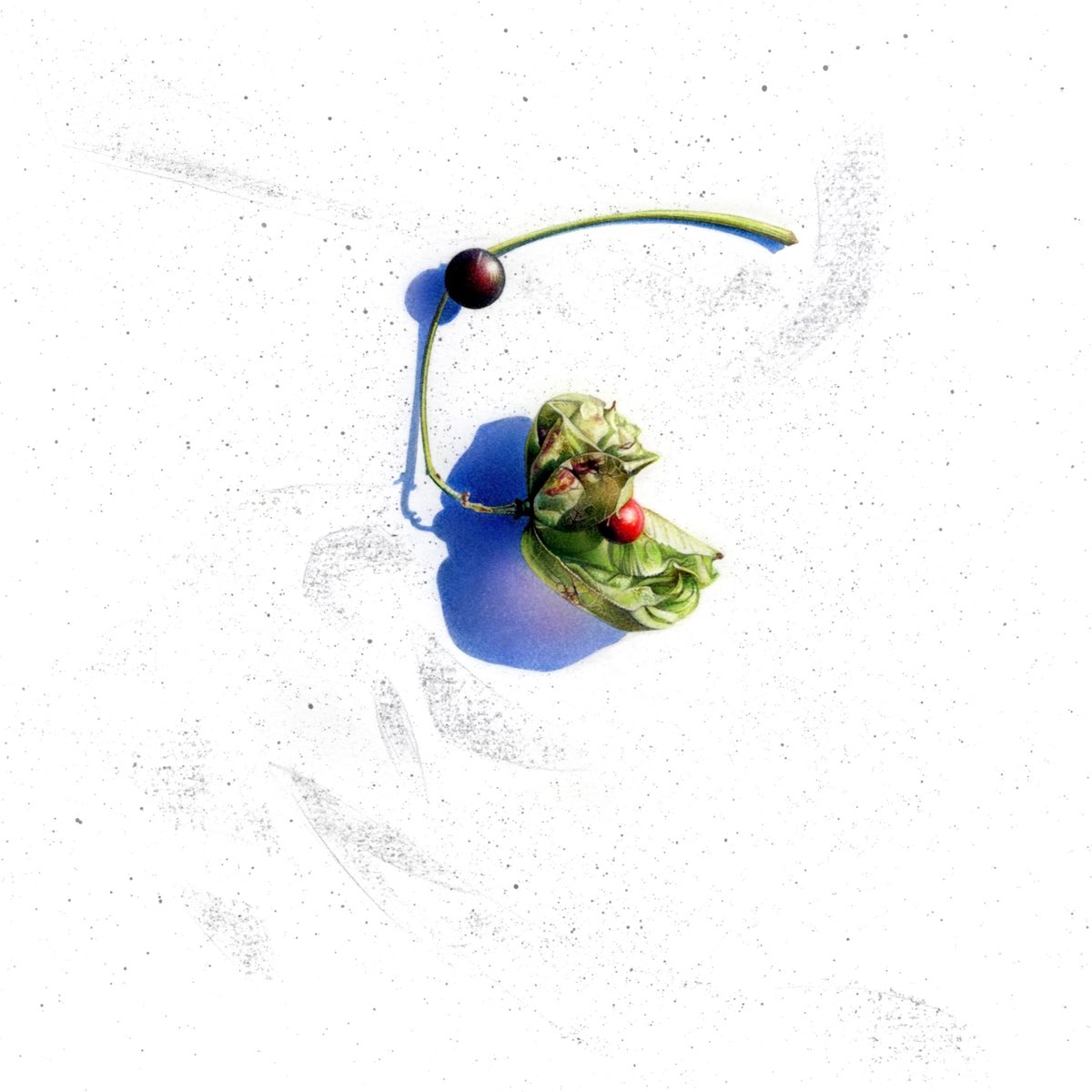 ArnoldArboretum's tweet photo. Artist Laura Fantini's exquisitely rendered drawings of seeds were inspired by trips to the Arboretum. https://t.co/GuLYHrfzeG https://t.co/If5Tgwh15U