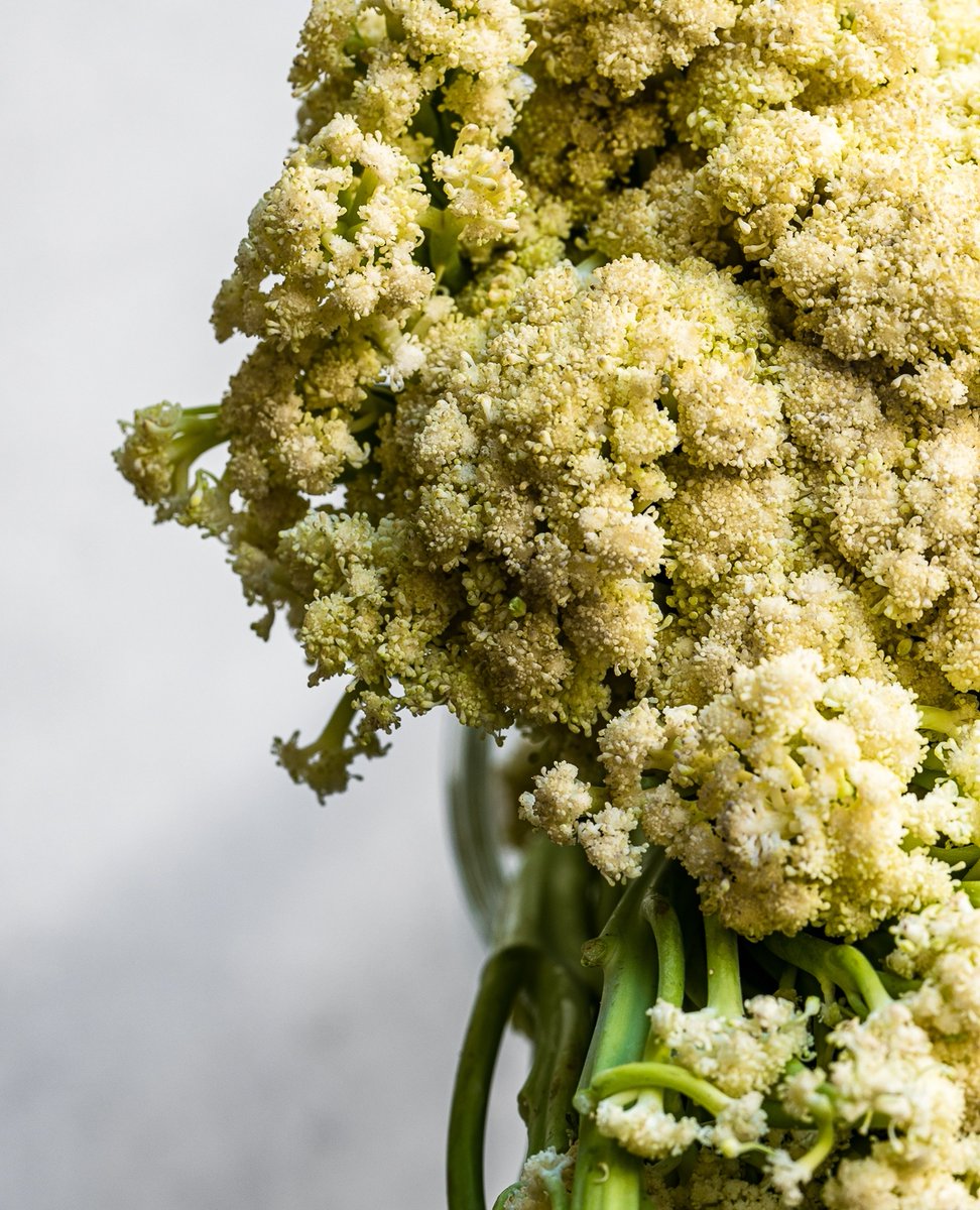 sourcedby__'s tweet photo. April showers bring May flowering cauliflowers. 💮 So, what's the difference between flowering cauliflower, also known as "fioretto" and your regular cauliflower? This is like an edible bouquet—it's a bit sweeter, more flavorful, and tender. https://t.co/ixQZxYVpX2