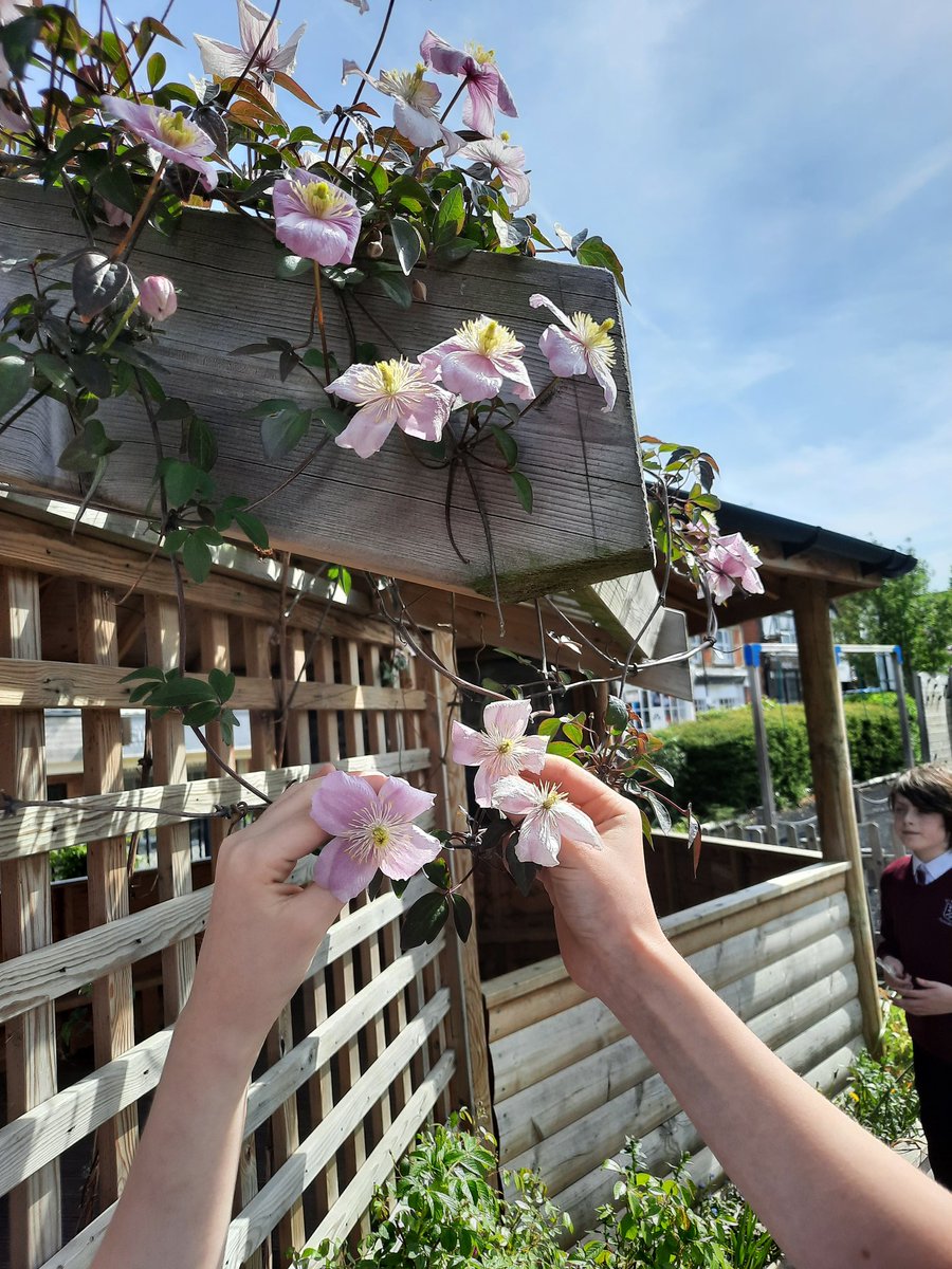 StMichaels_CE's tweet photo. Year 5 investigation plant reproduction. https://t.co/LZt94xCcLX
