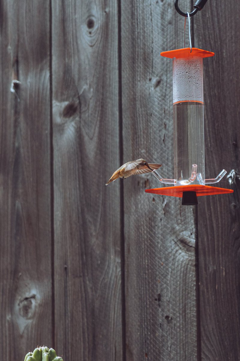 ChataFrata tweet media