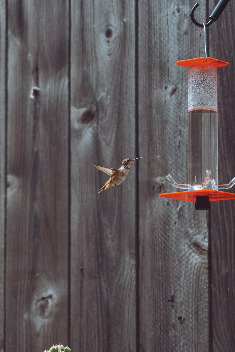 ChataFrata tweet media