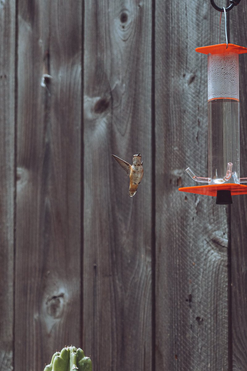 ChataFrata tweet media