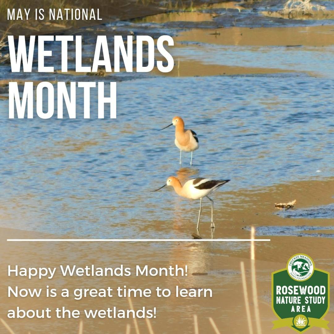 tmparksfound's tweet photo. May is National Wetlands Month! The Rosewood Nature Study Area at 6800 Pembroke Drive in Reno is calling your name! With walking trails, bird watching, guided tours, fishing and more, May is a good time to visit 🐟
#wetlandmonth #WetlandWednesday
#northernnevada #homemeansnevada https://t.co/wDjvttlx6t