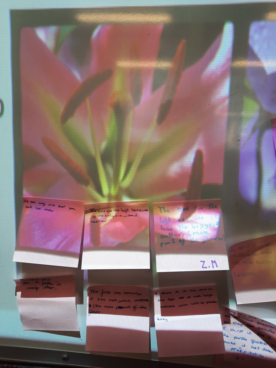StMichaels_CE's tweet photo. #Explorify odd one out discussions for year 5. Thinking about plant reproduction,  and the different parts of a flower. https://t.co/lJmdMwZXli