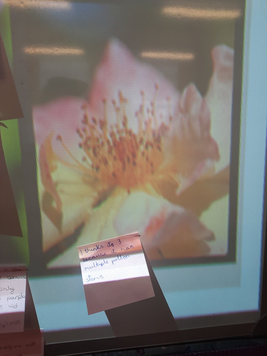 StMichaels_CE's tweet photo. #Explorify odd one out discussions for year 5. Thinking about plant reproduction,  and the different parts of a flower. https://t.co/lJmdMwZXli