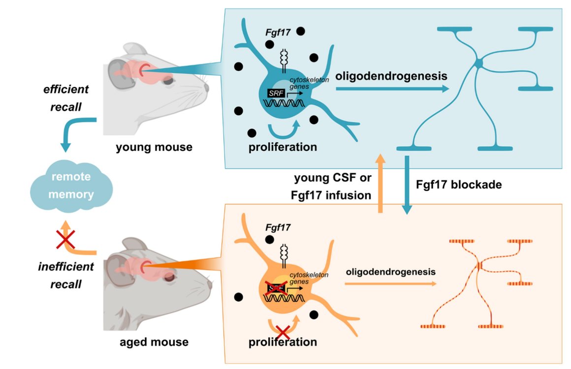 interesting followup questions: How are oligodendrocytes impacted by CSF composition during development, aging and neurodegeneration? could  functional changes in oligodendrocytes underlie pathology and therefore be targeted to combat cognitive aging and neurodegeneration? 
12/13